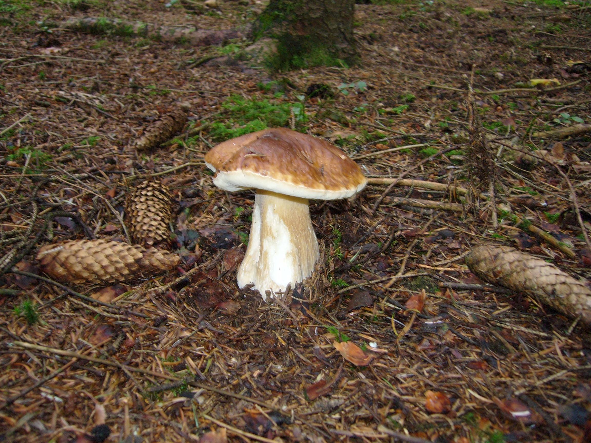 Kiefernsteinpilz