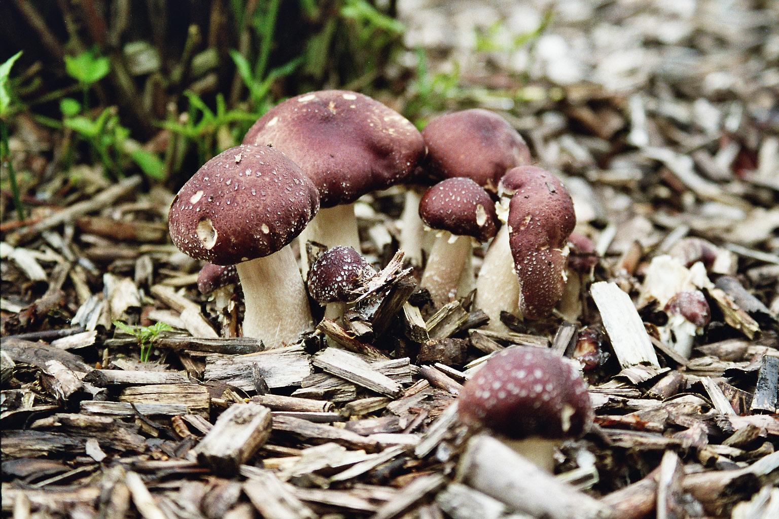 Rotbrauner Riesenträuschling