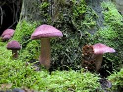 Rötlicher Holzritterling