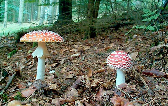 Fliegenpilz