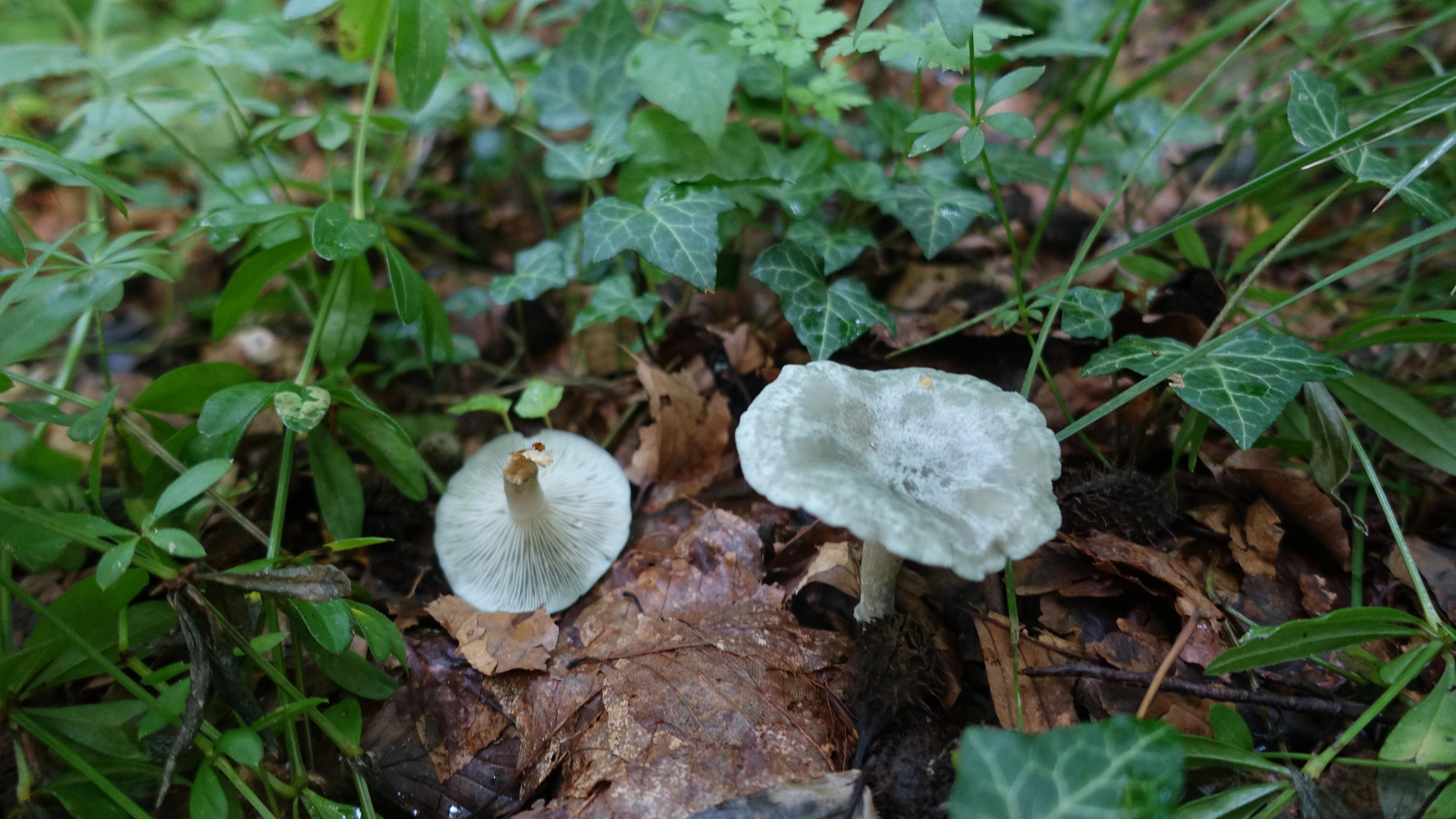 Grüner Anistrichterling