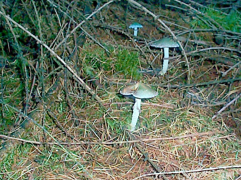 Grünspanträuschling