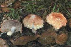 Ziegelroter Rißpilz