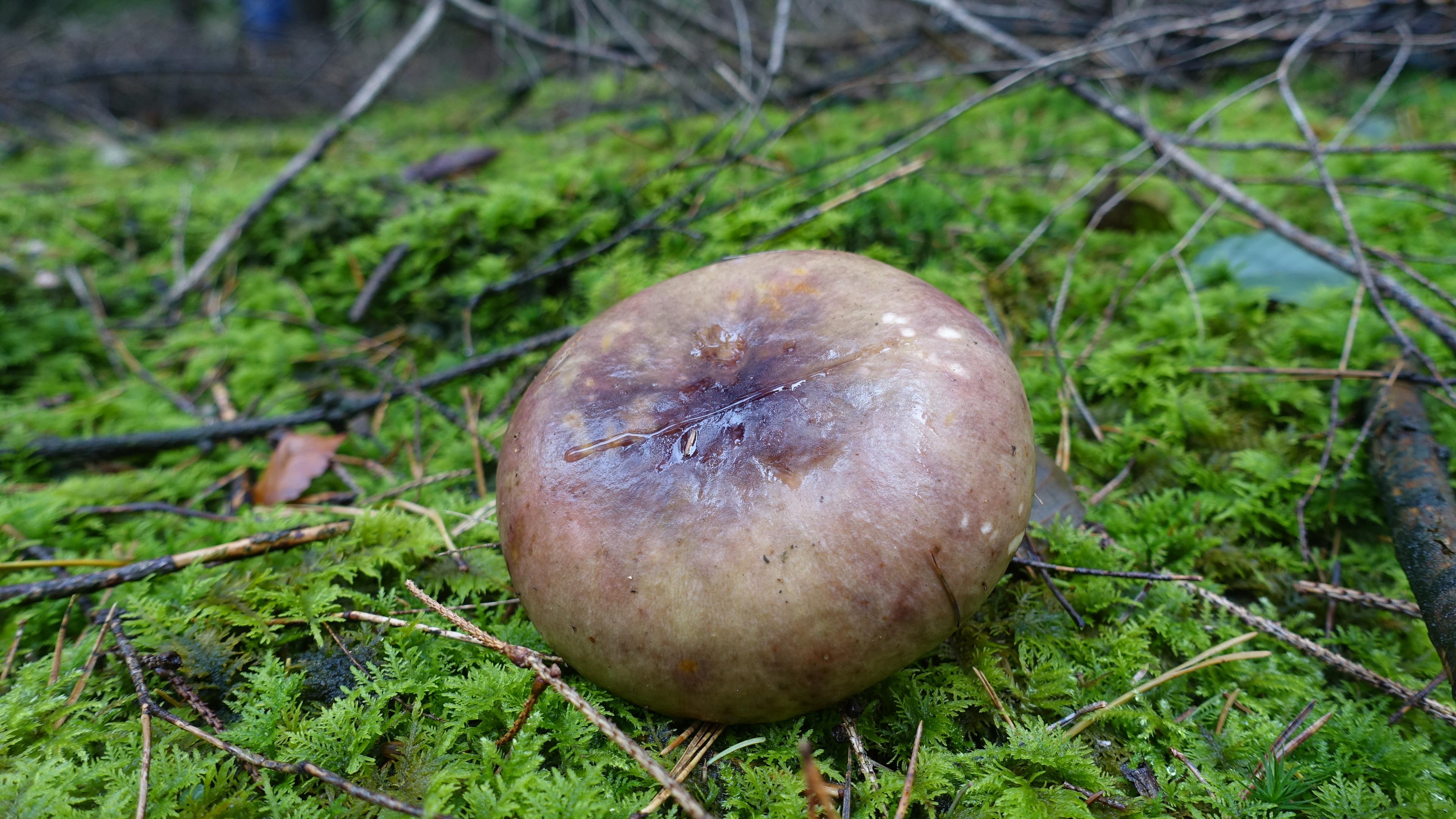 Papageientäubling