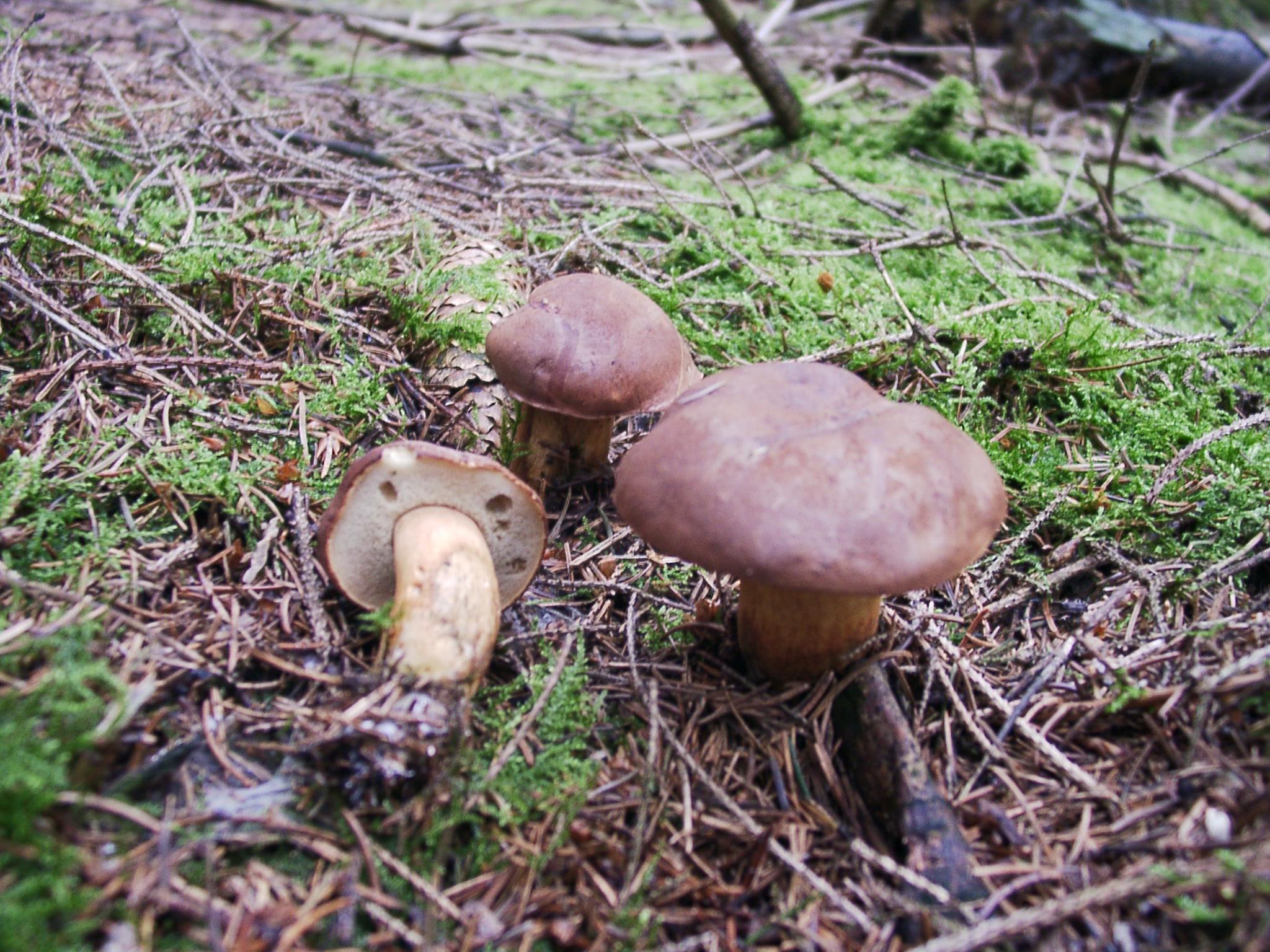 Maronenröhrling