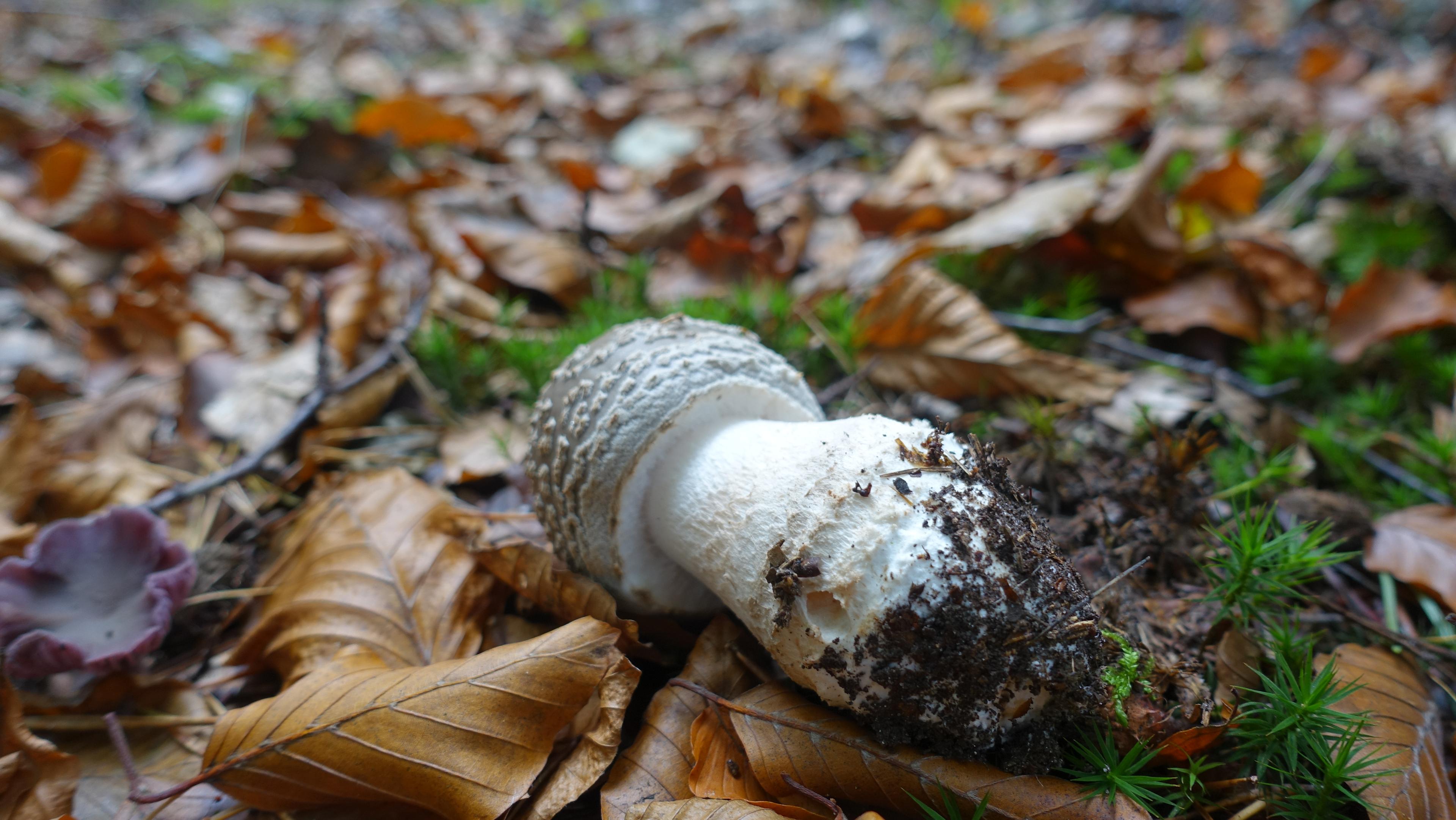 Grauer Wulstling