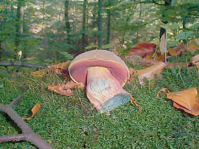 Flockenstieliger Hexenröhrling