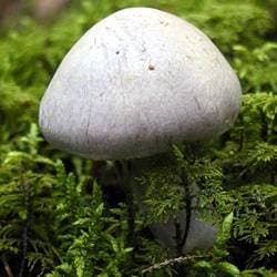 Lila Dickfuß