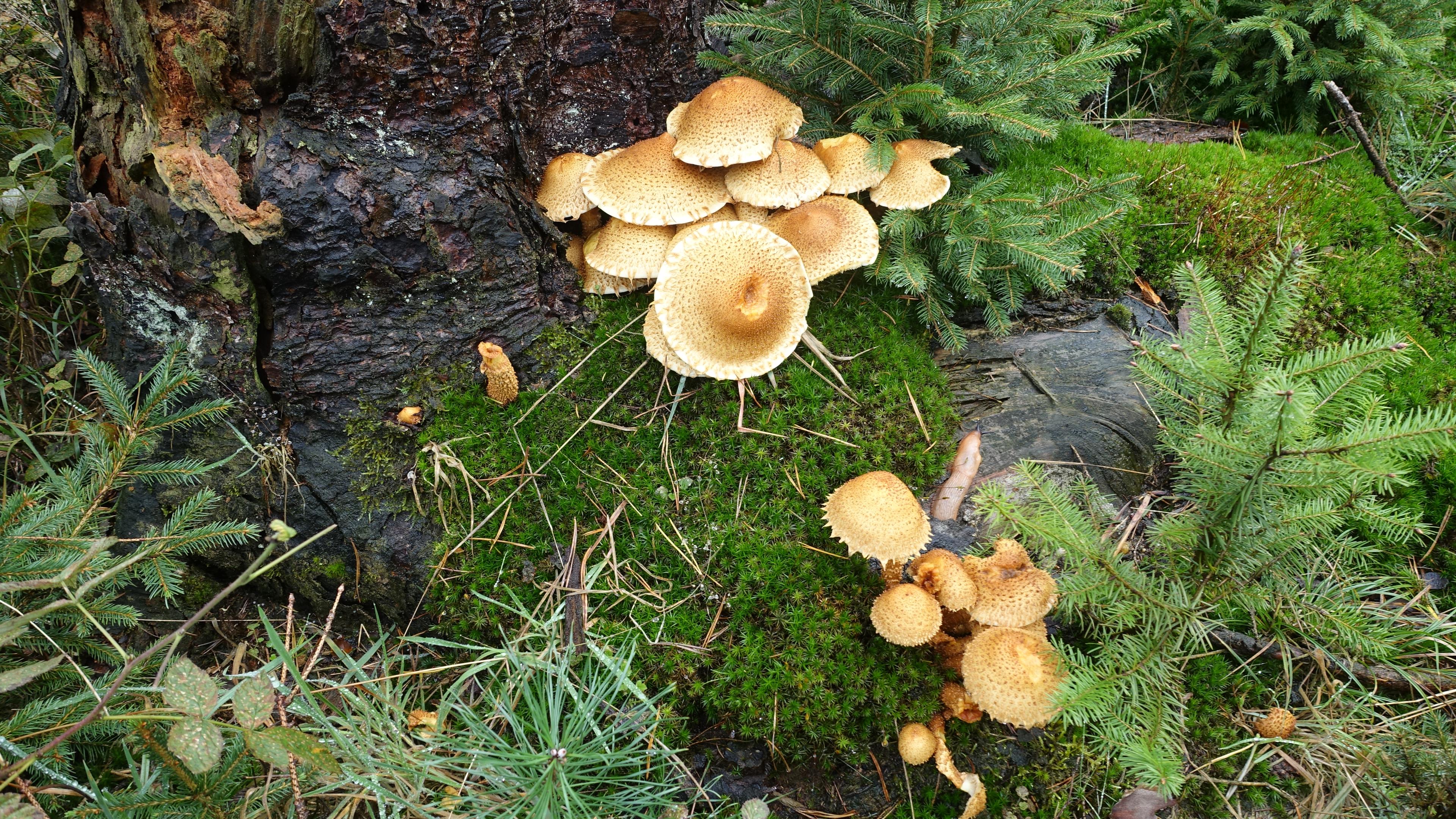 Sparriger Schüppling