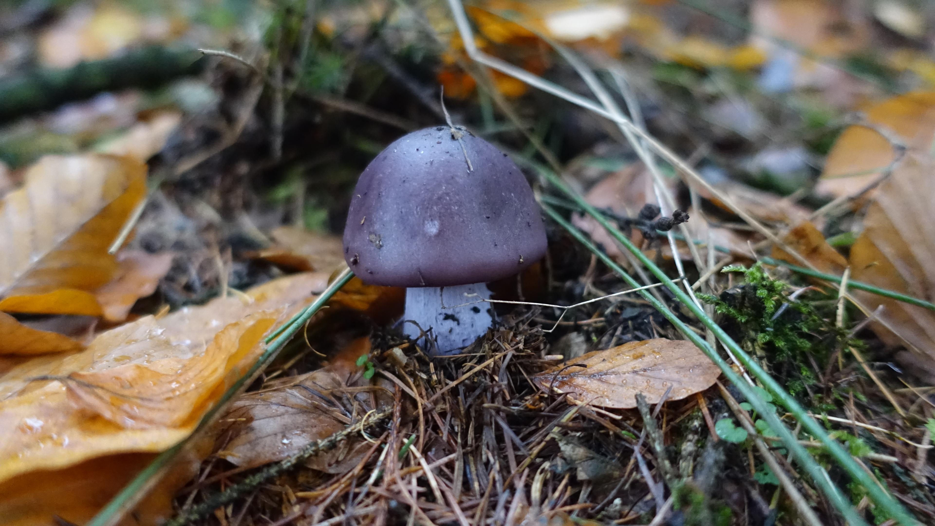 Bocksdickfuß  