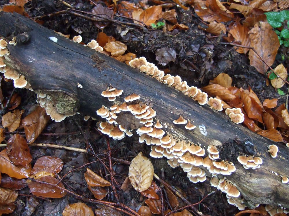 Buchenaderzähling