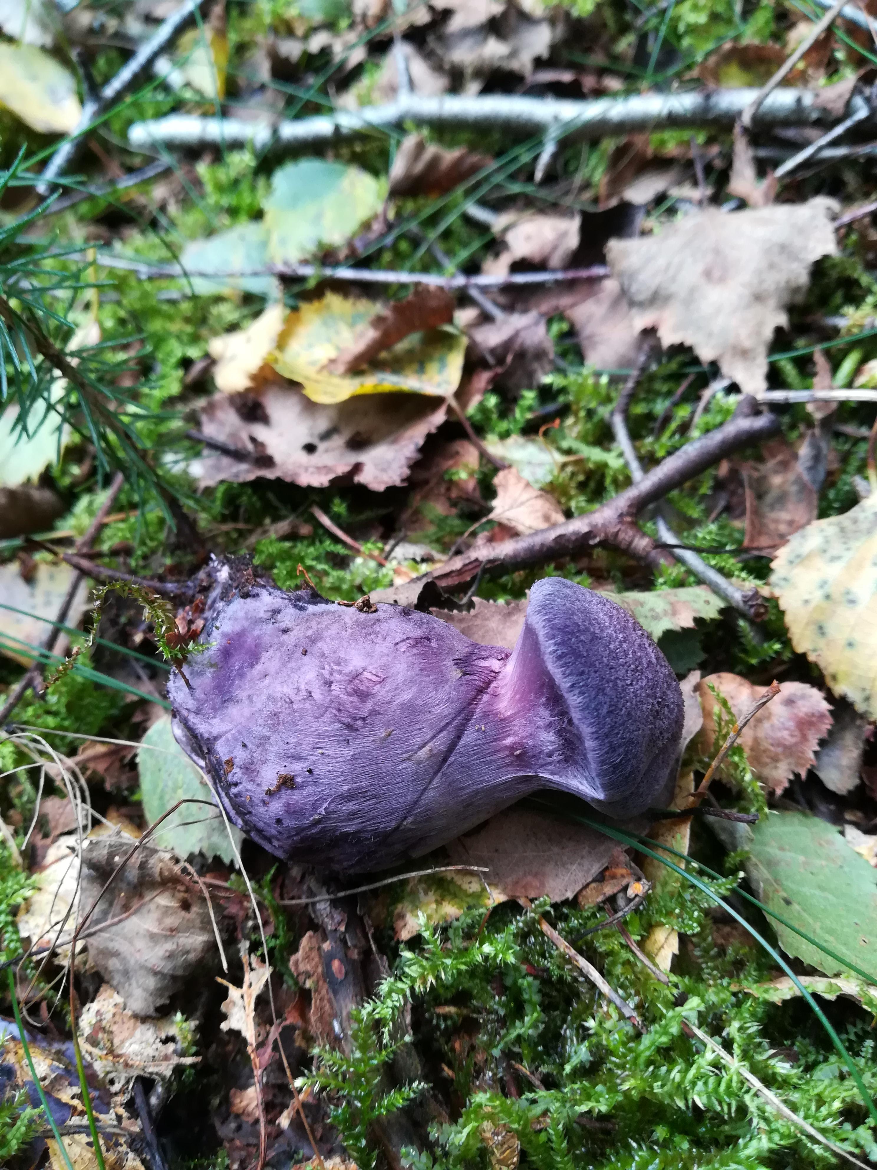 Violetter Schleierling