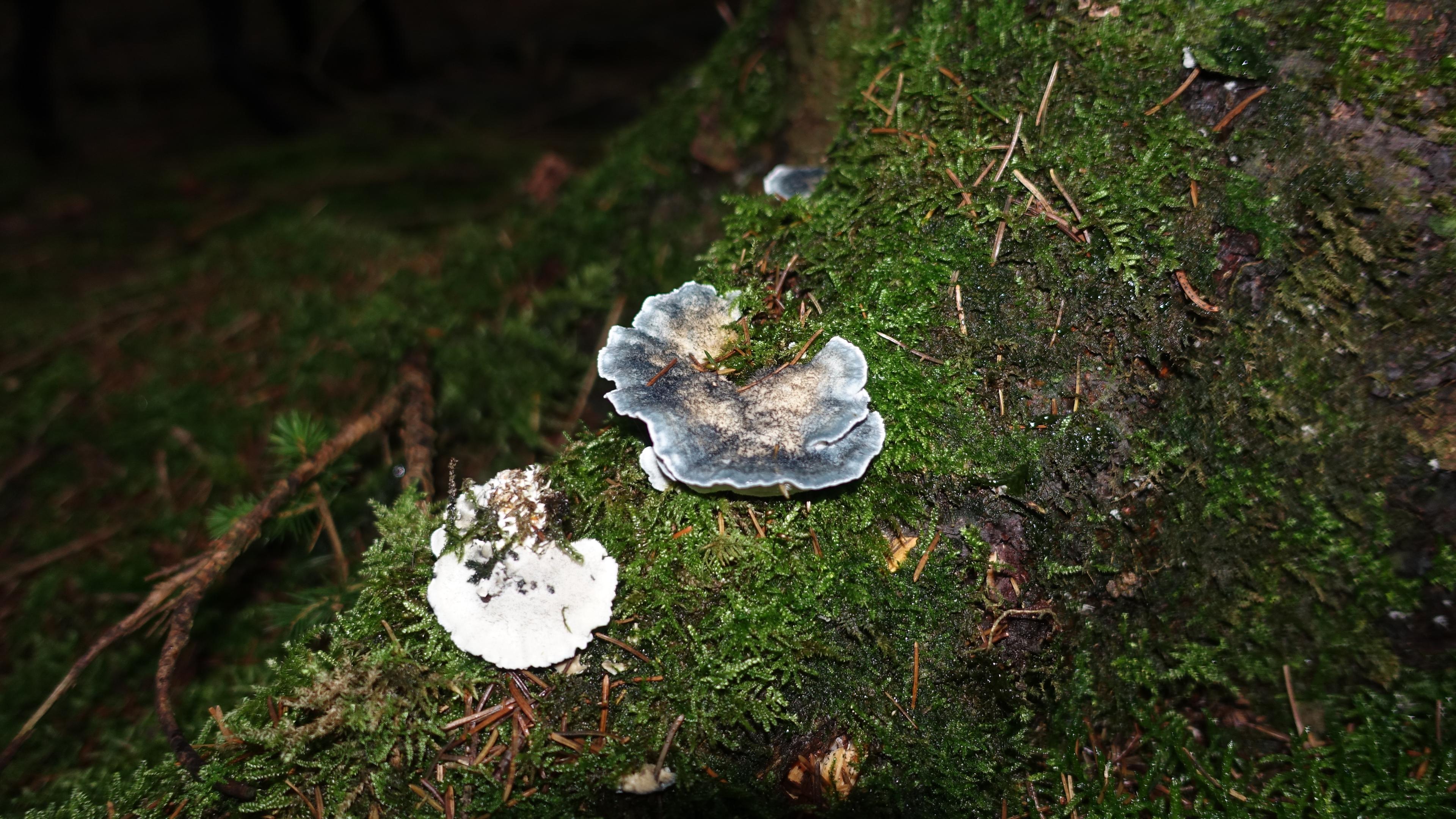 Blauender Saftporling