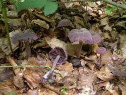 Violetter Lacktrichterling