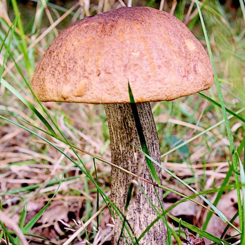 Eichen-Rotkappe