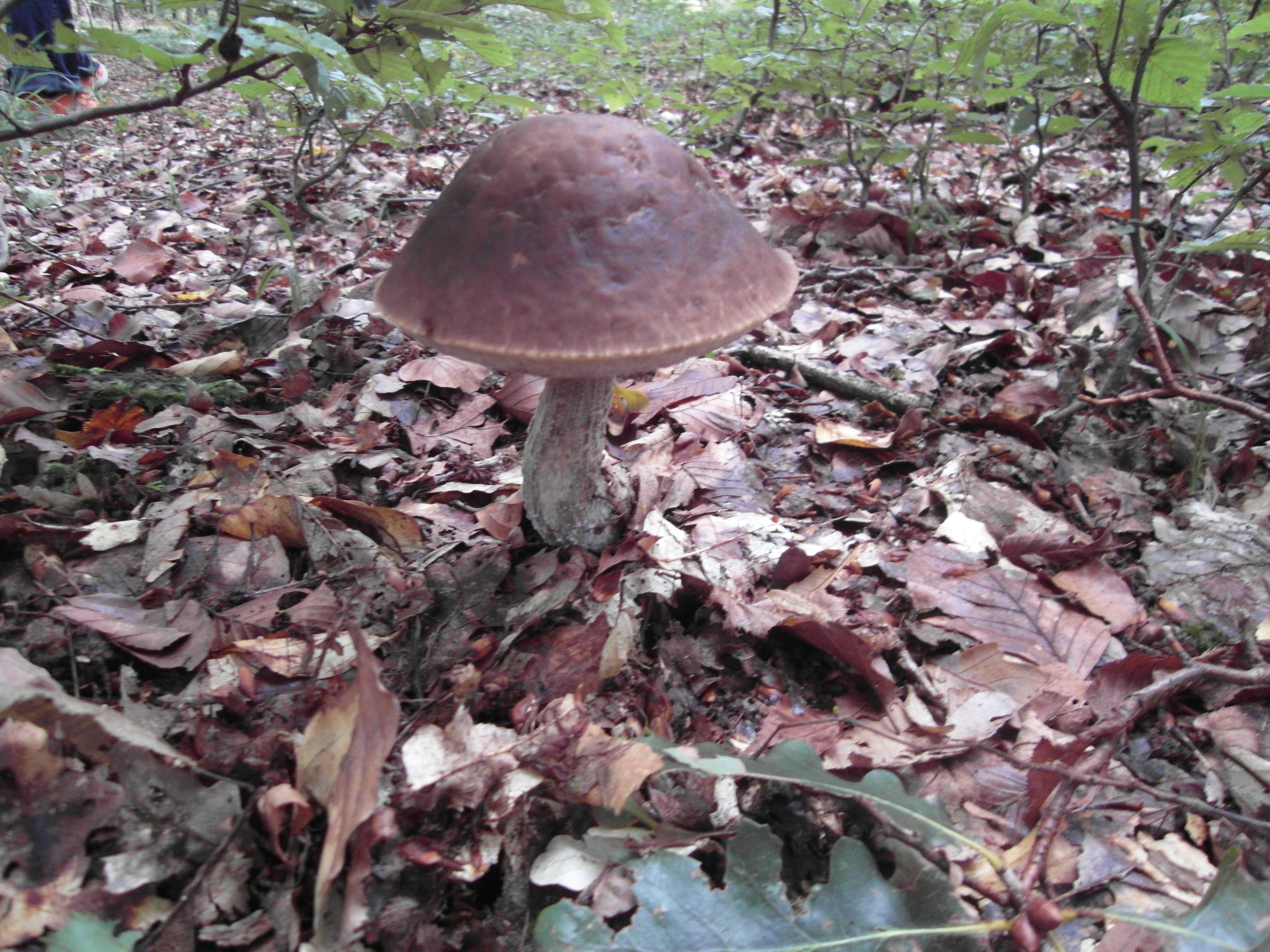 Hainbuchenröhrling