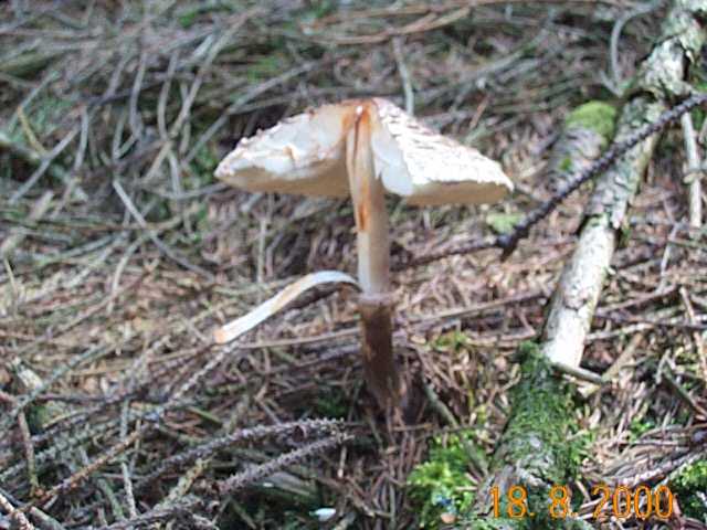 Safranschirmling