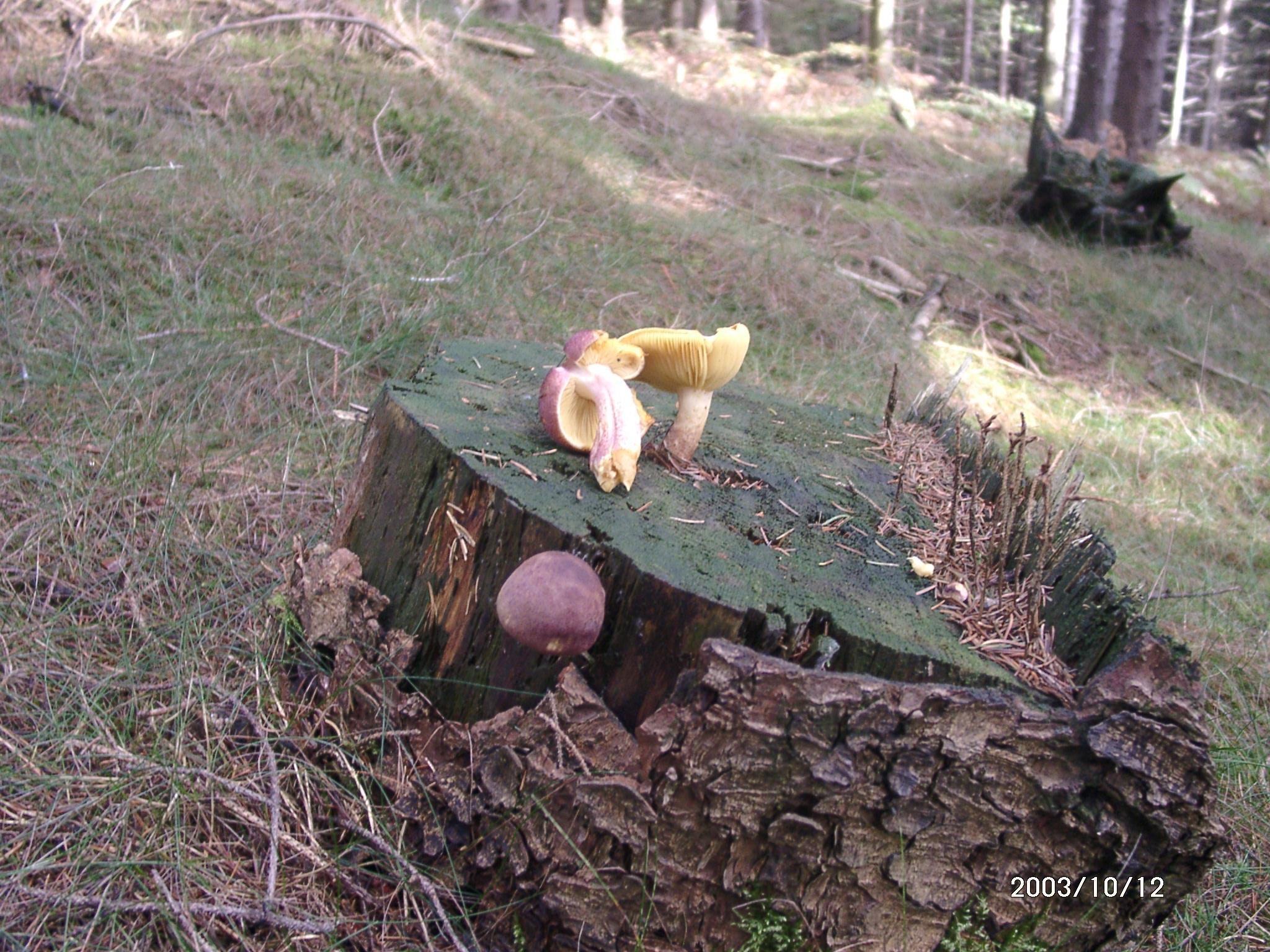 Rötlicher Holzritterling