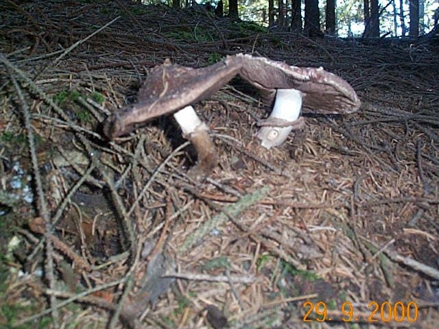 Waldegerling oder Waldchampignon