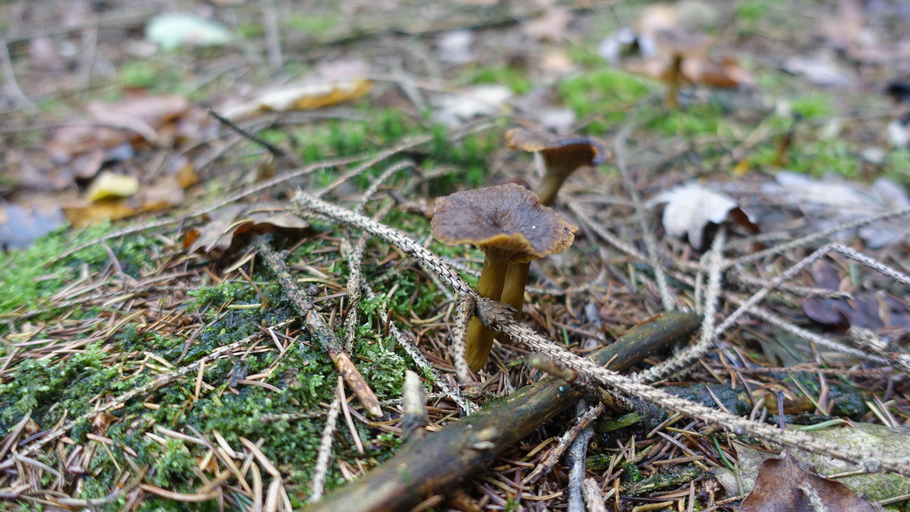 Trompetenpfifferling