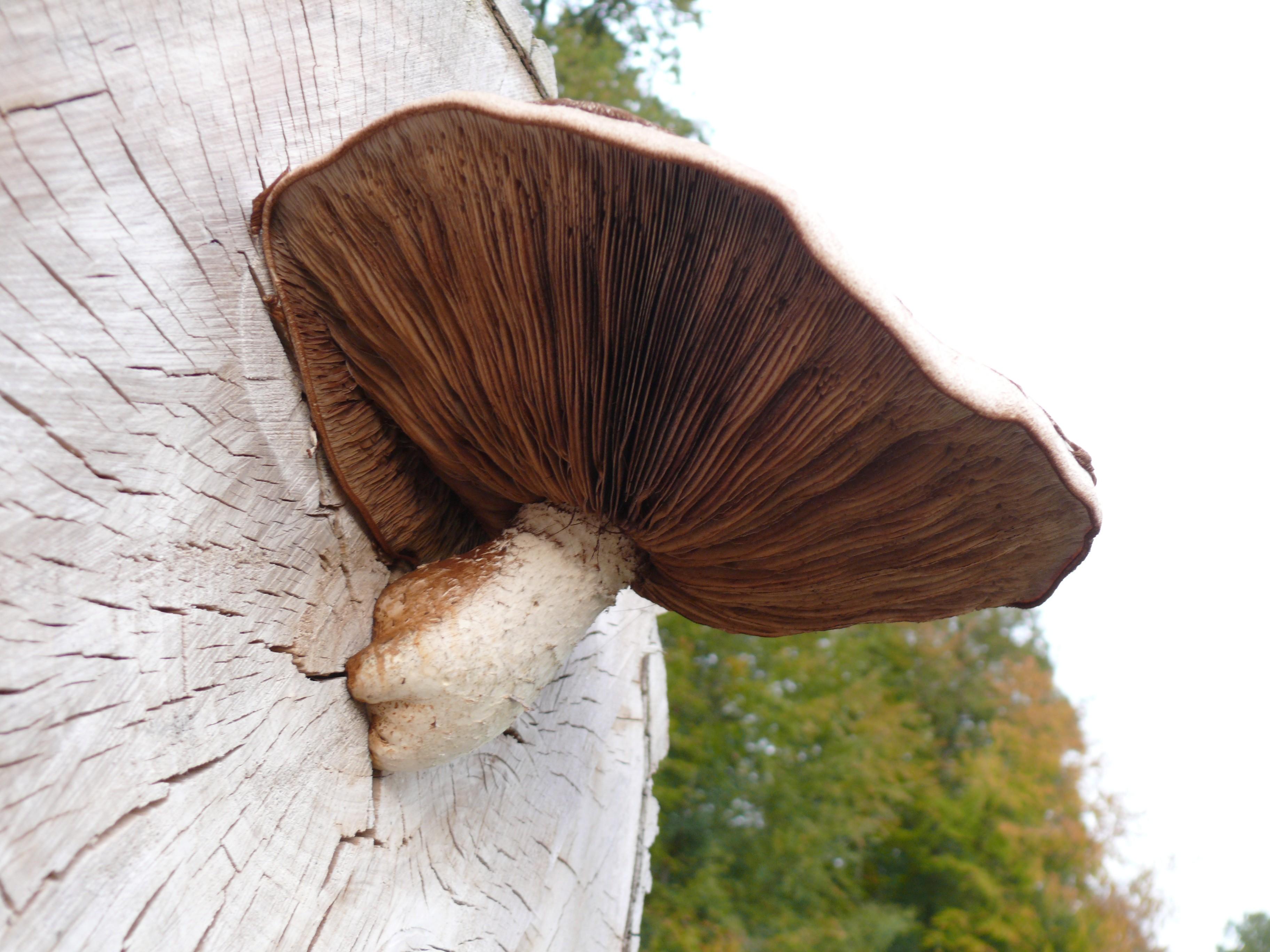 Pappelschüppling