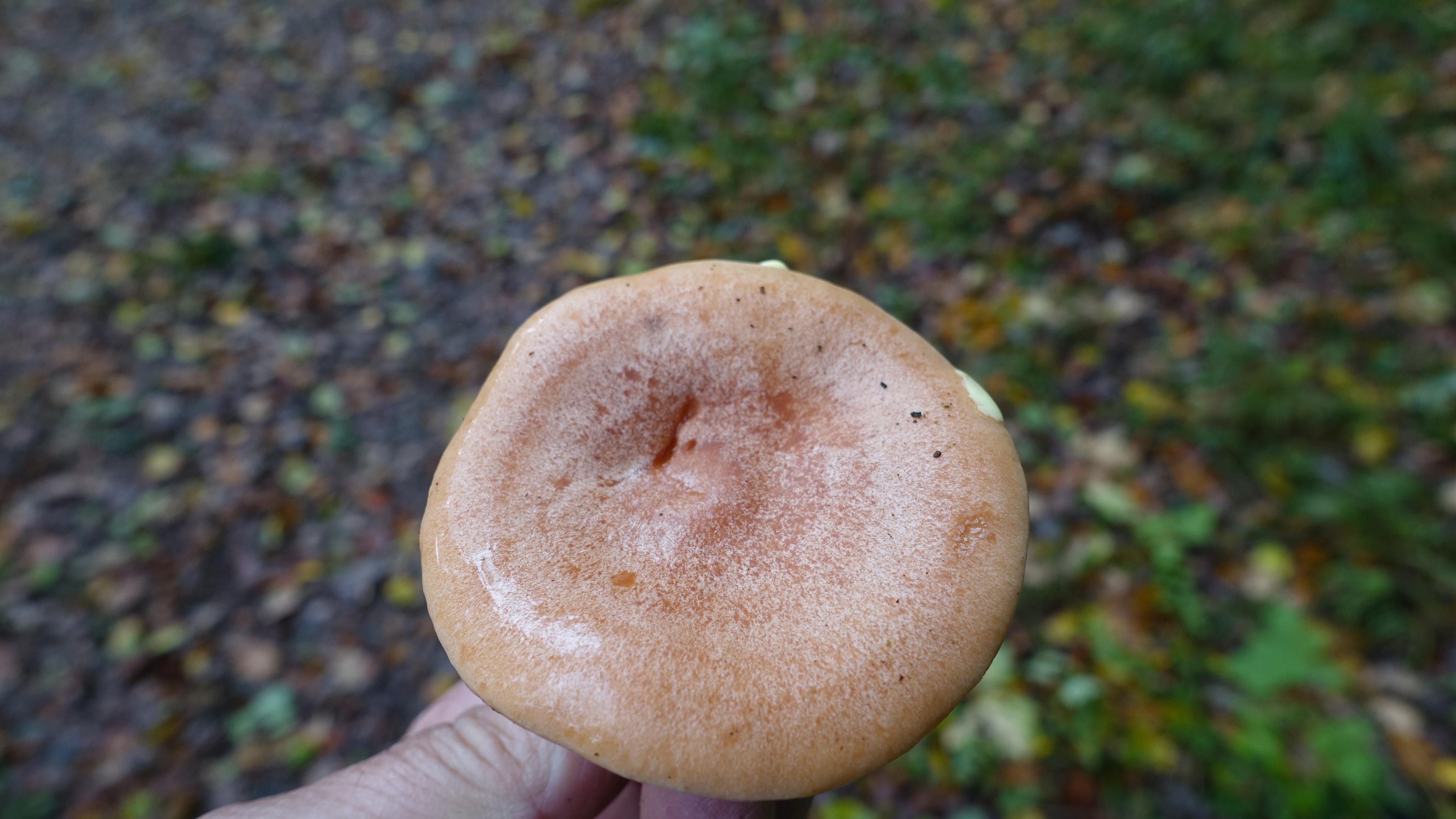 Goldflüssiger Milchling
