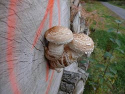 Pappelschüppling
