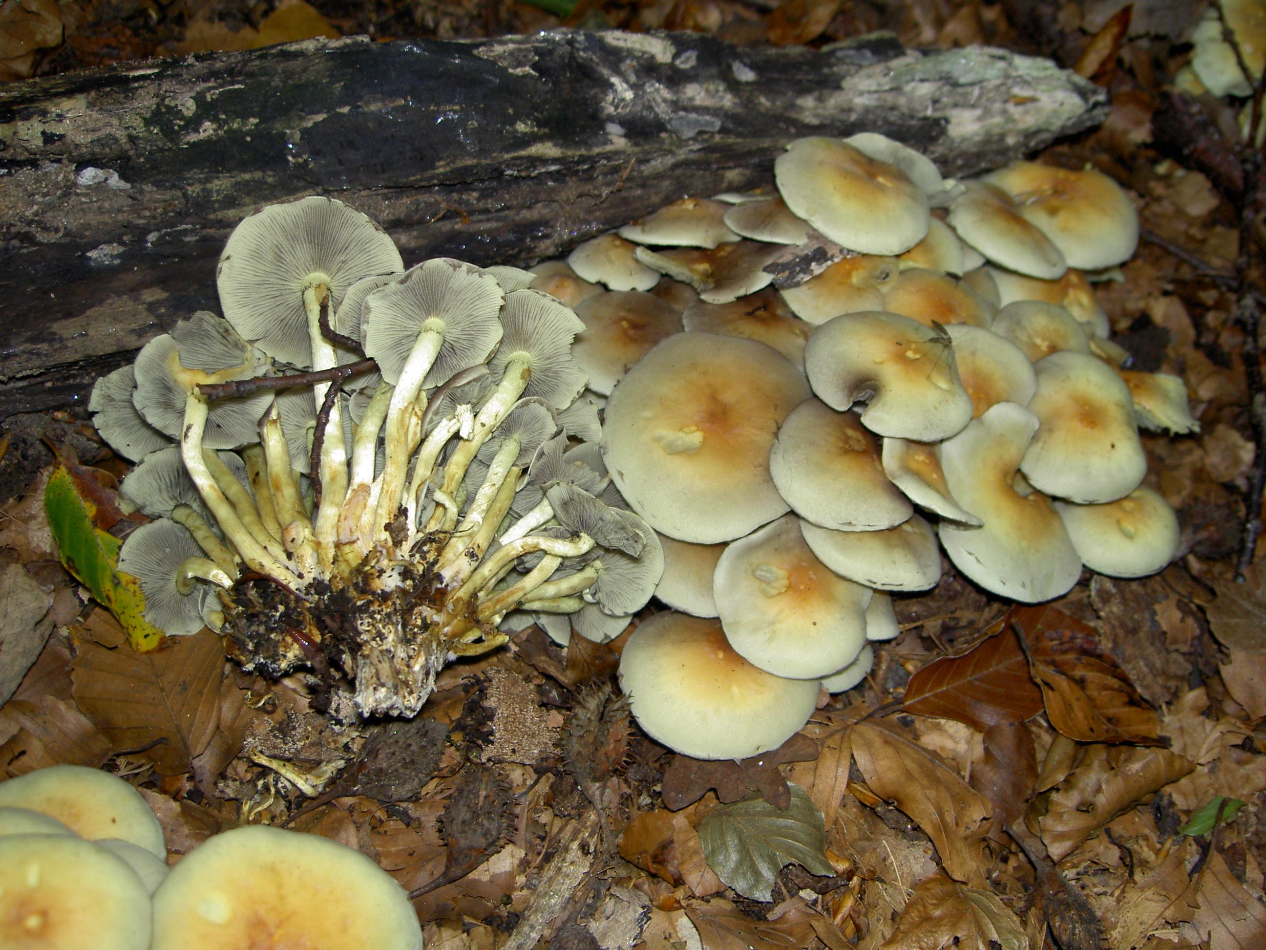 Rauchblättriger Schwefelkopf