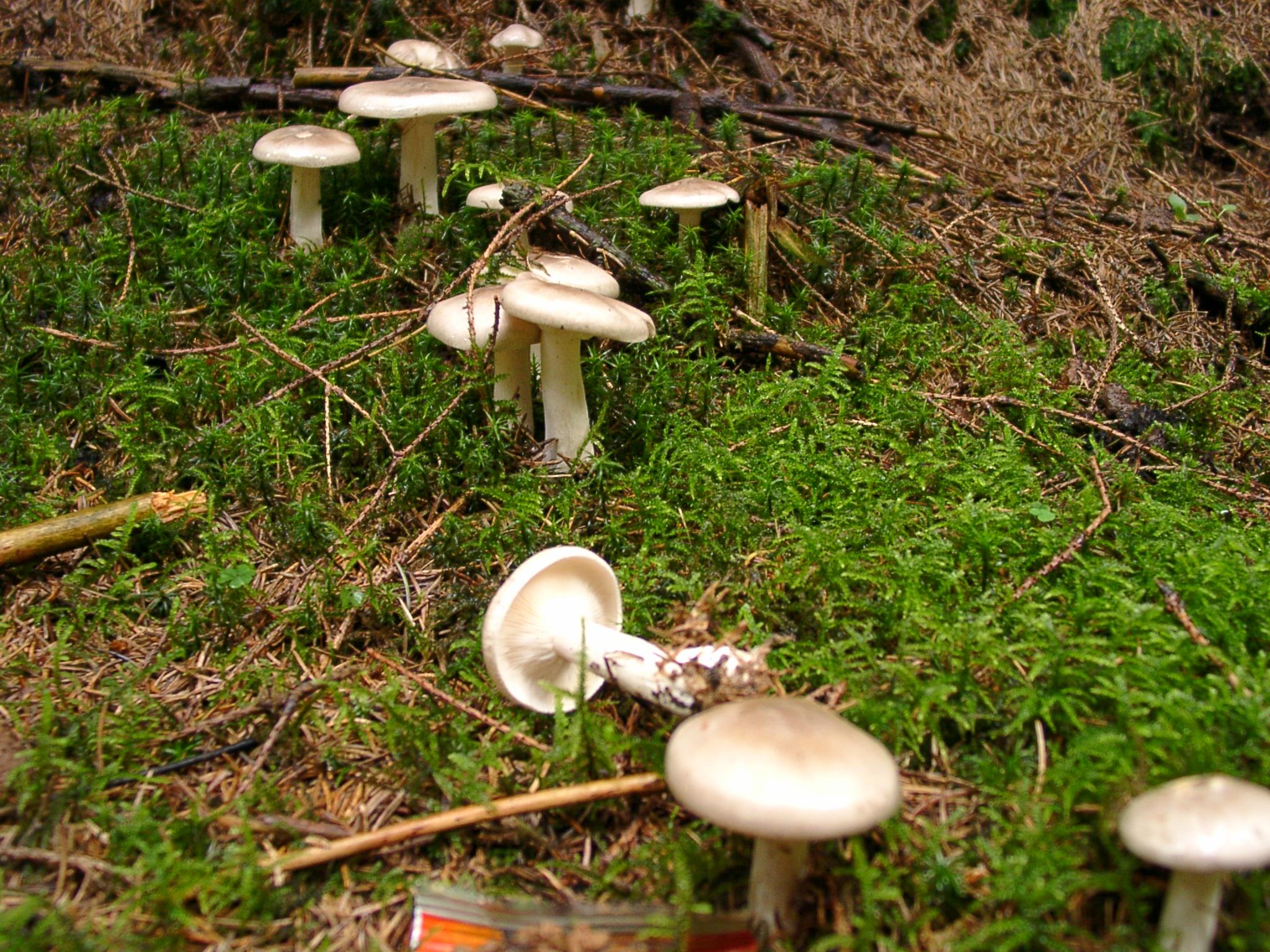 Nebelkappe
