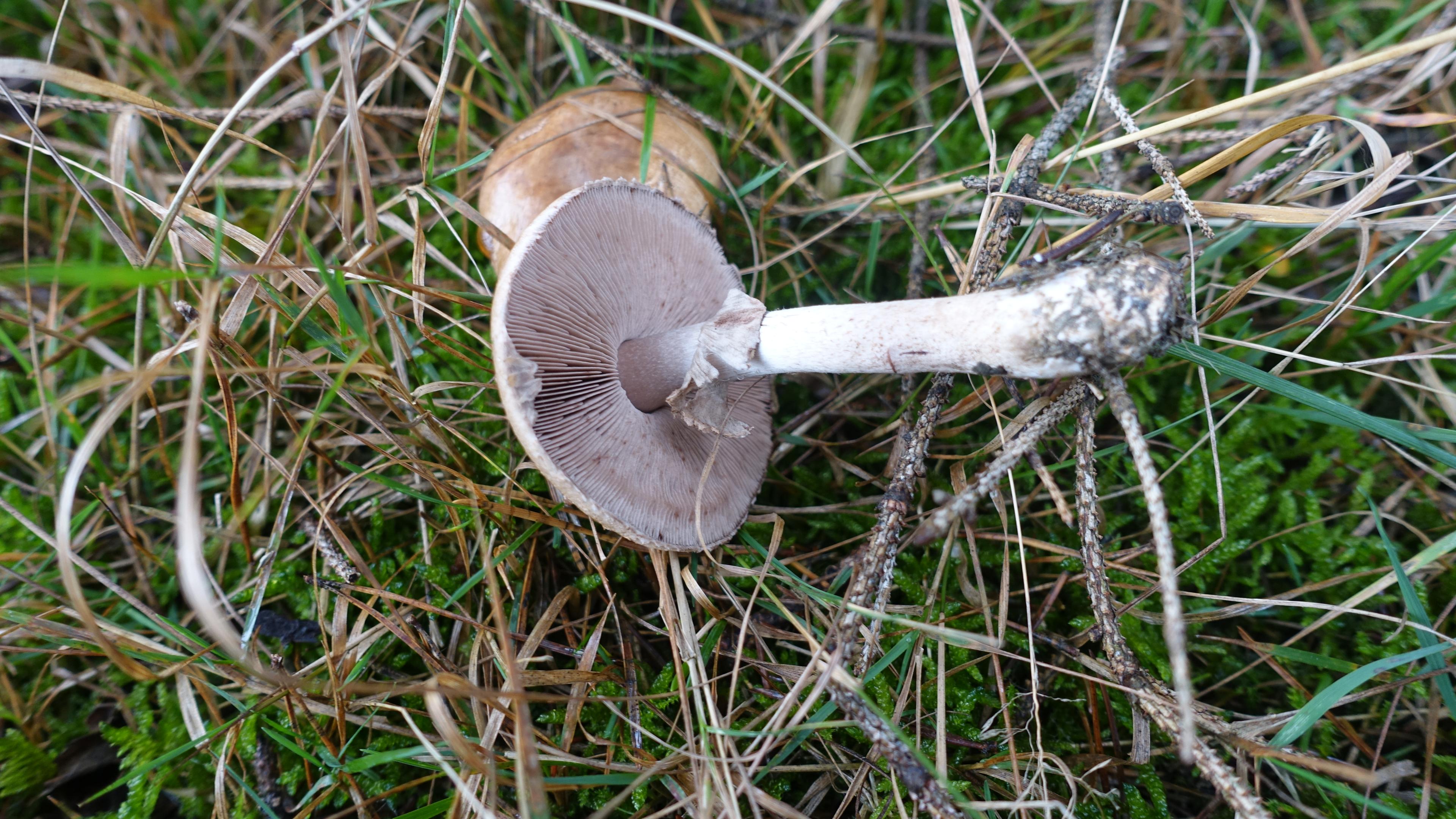 Kleiner Wald-Egerling oder Wald-Champignon