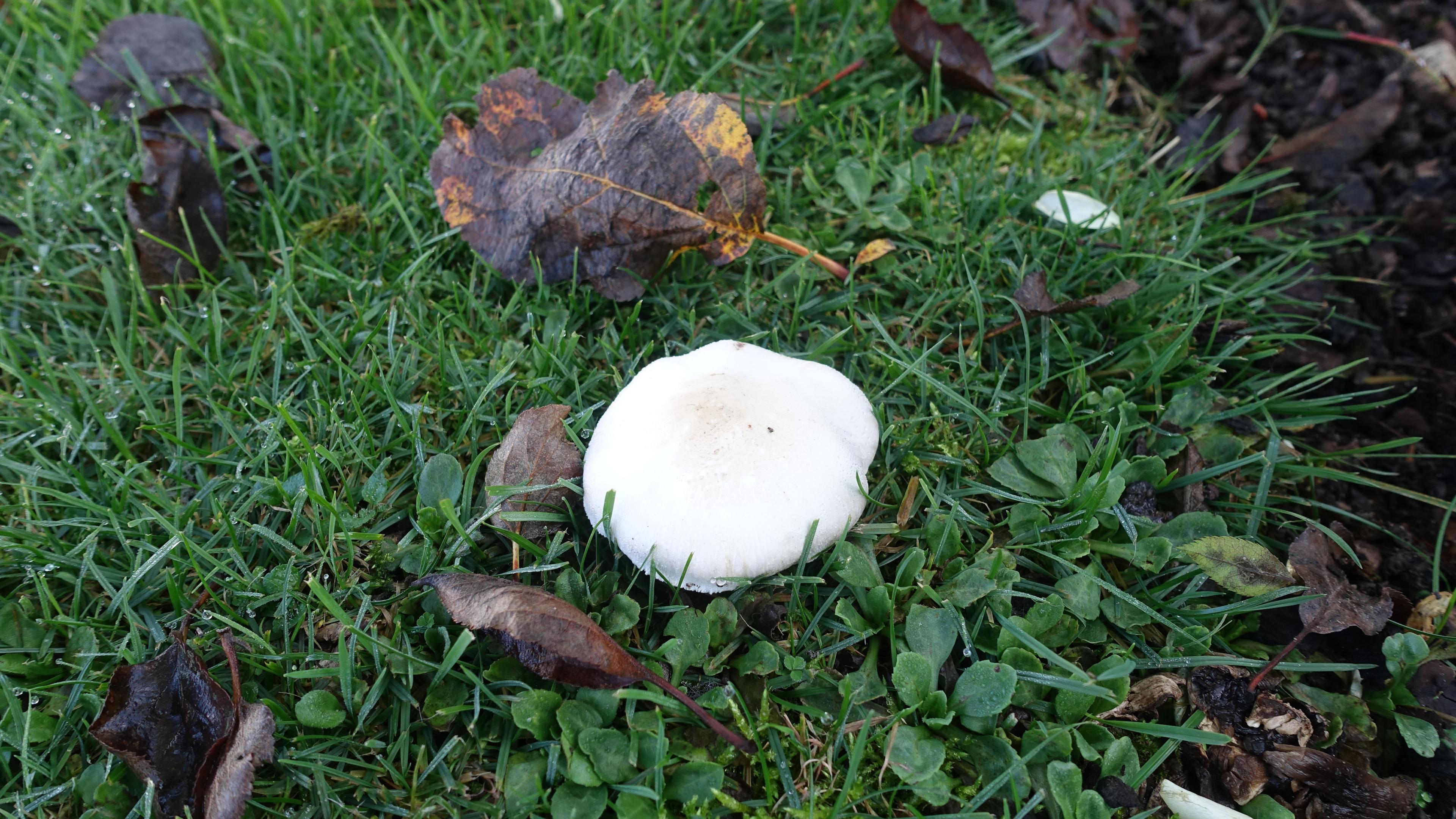Weißer Anisegerling oder Schafchampignon