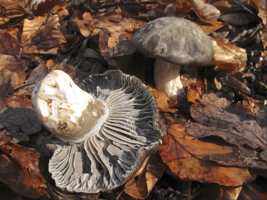 Märzschneckling