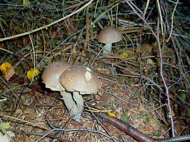 Vielfärbender Birkenpilz