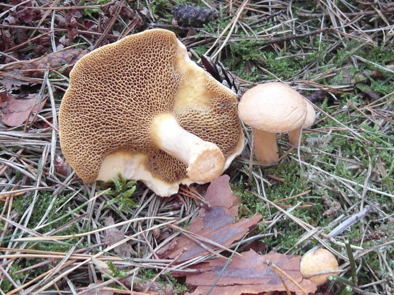 Kuhröhrling