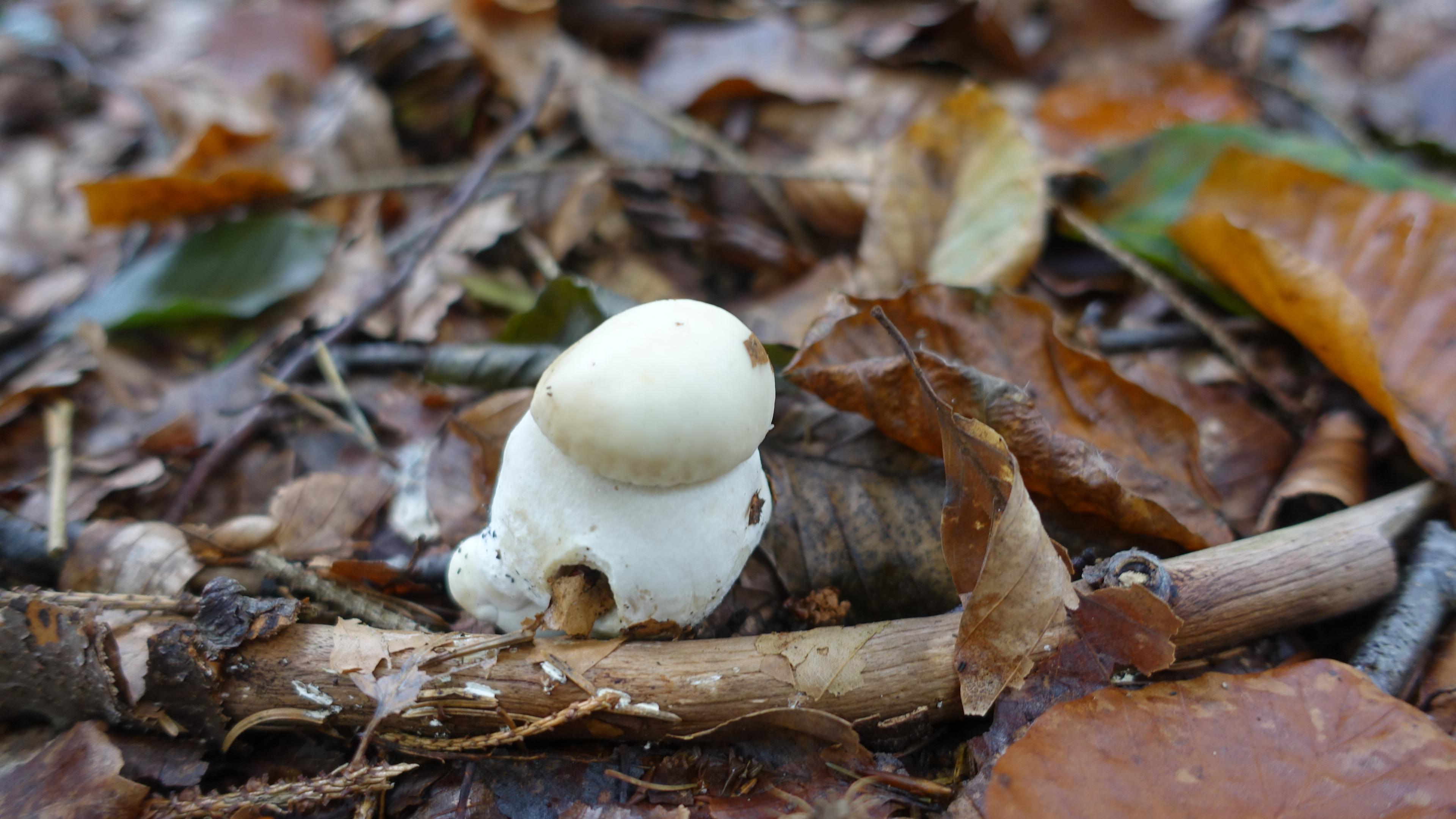 Weißer Steinpilz