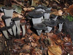 Herbsttrompete, Totentrompete