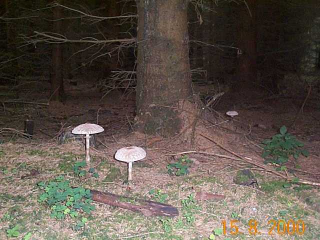 Safranschirmling