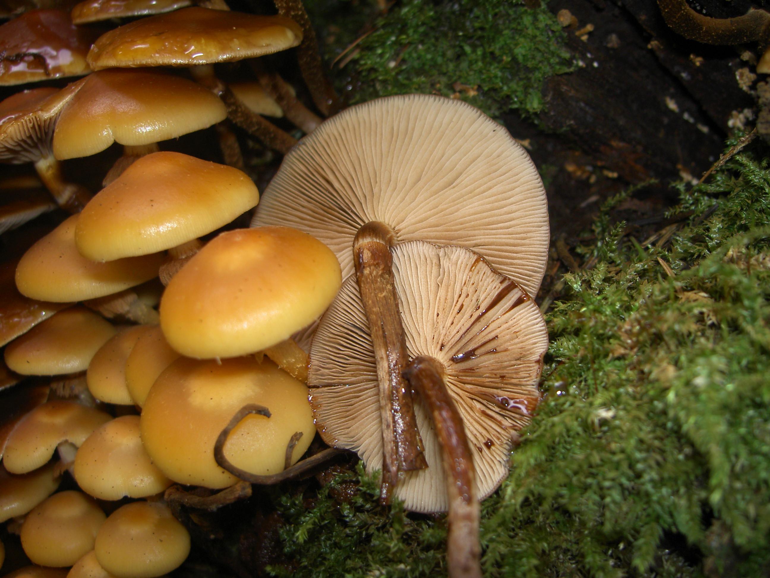 Stockschwämmchen