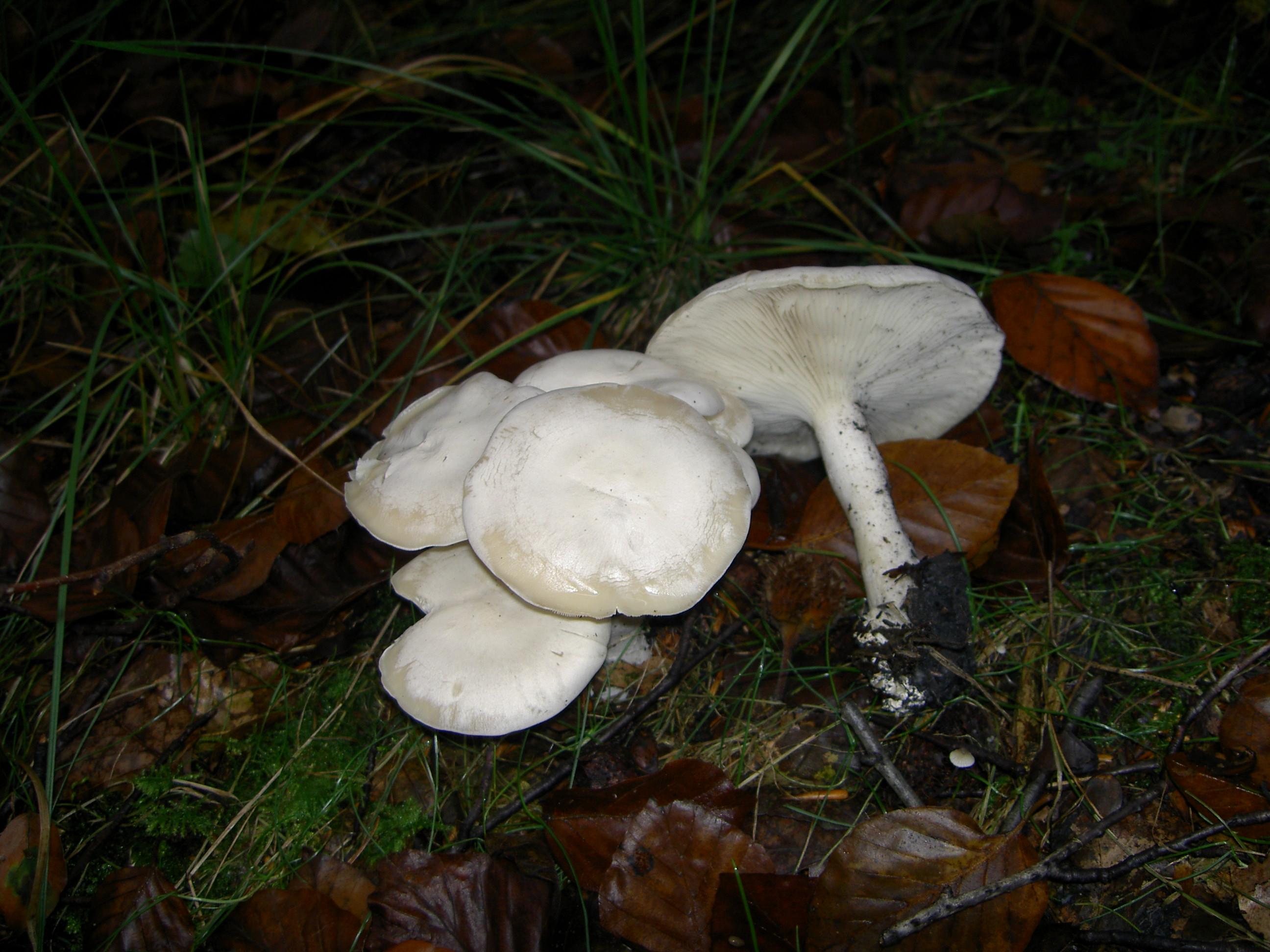 Weißer Rasling