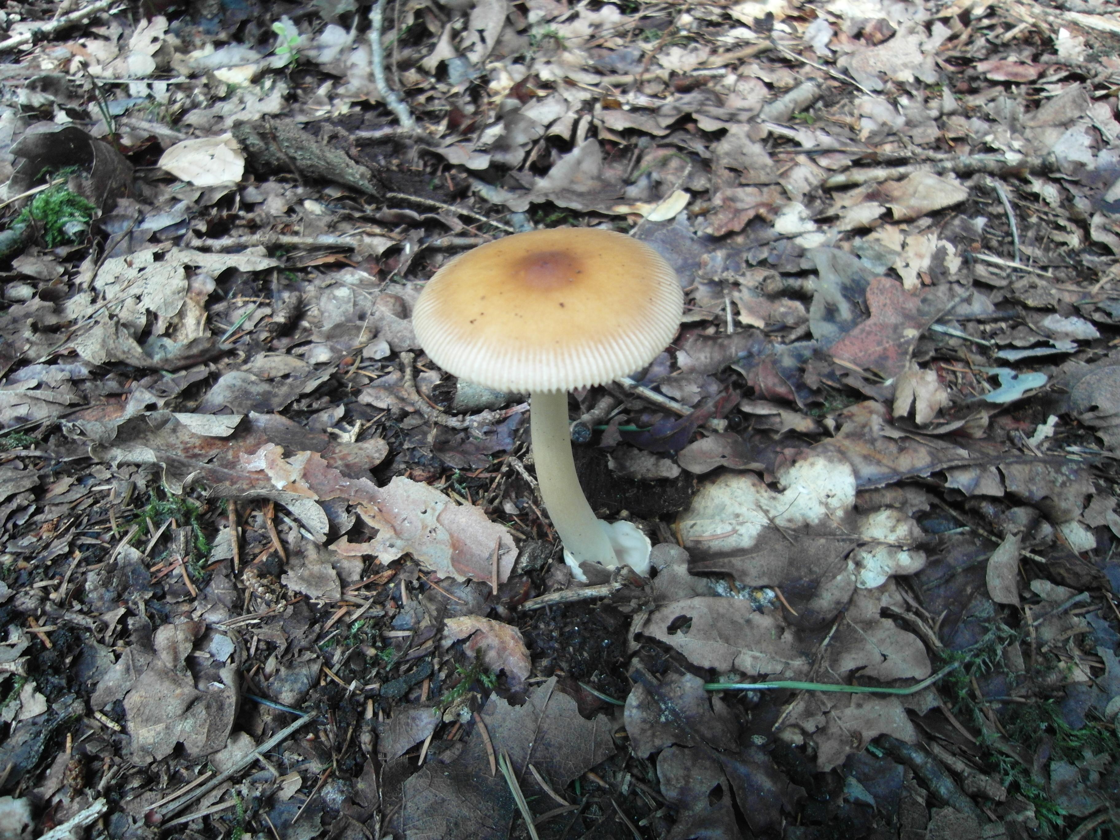 Rotbrauner Scheidenstreifling