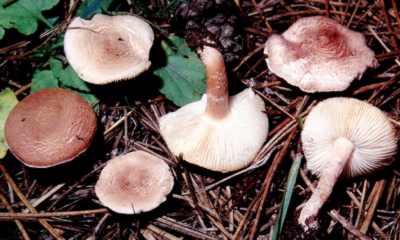 Fleischbrauner Schirmling