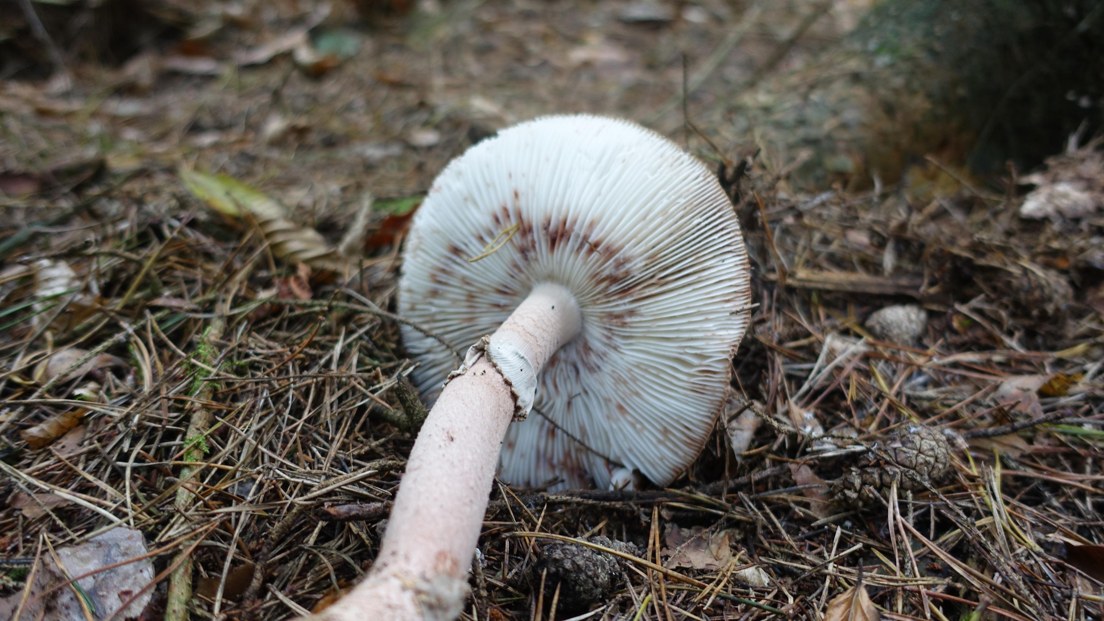 Perlpilz