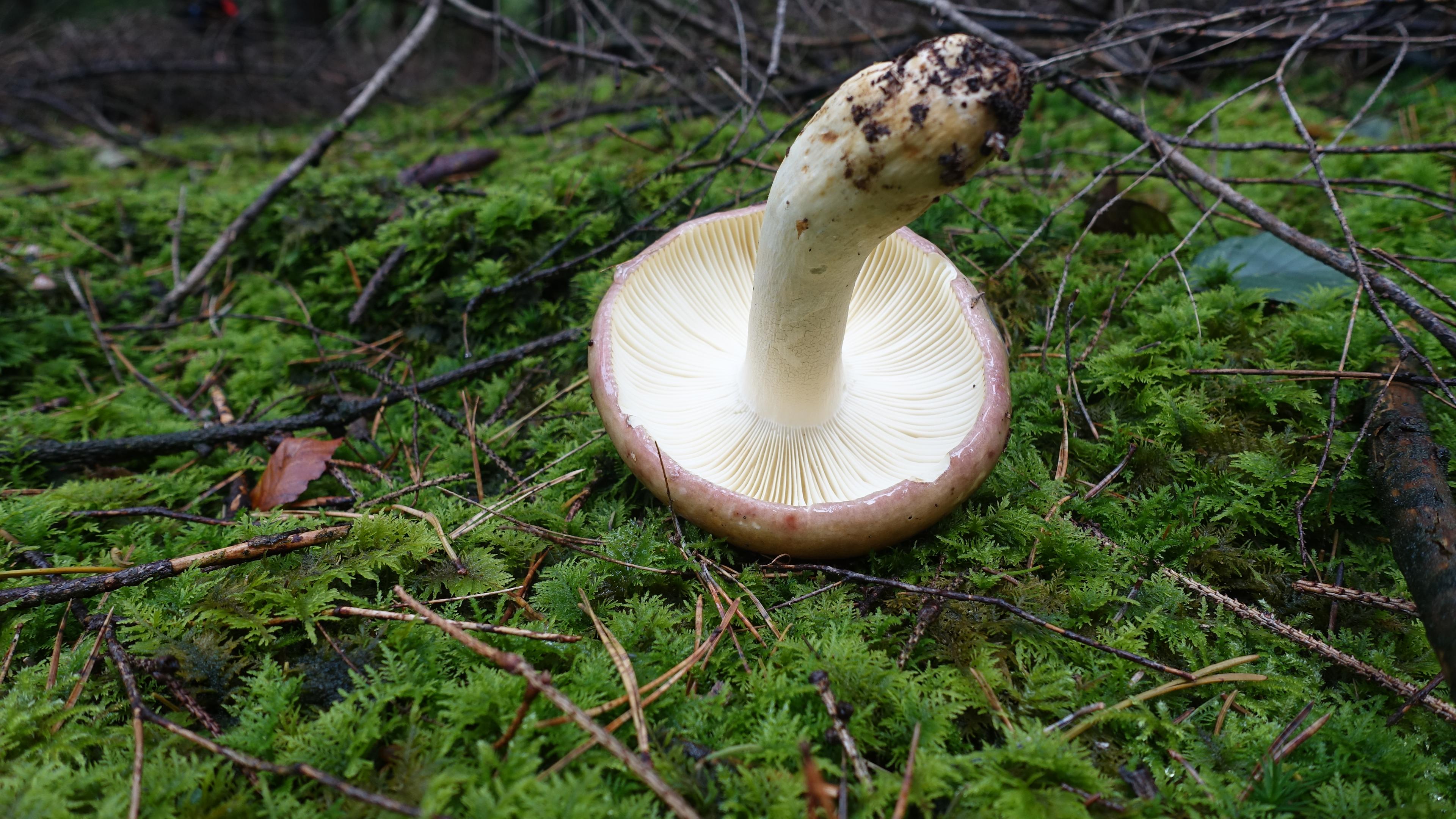 Papageientäubling