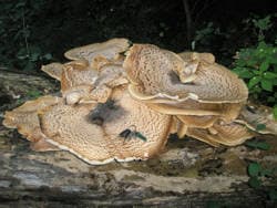 Schuppiger Porling