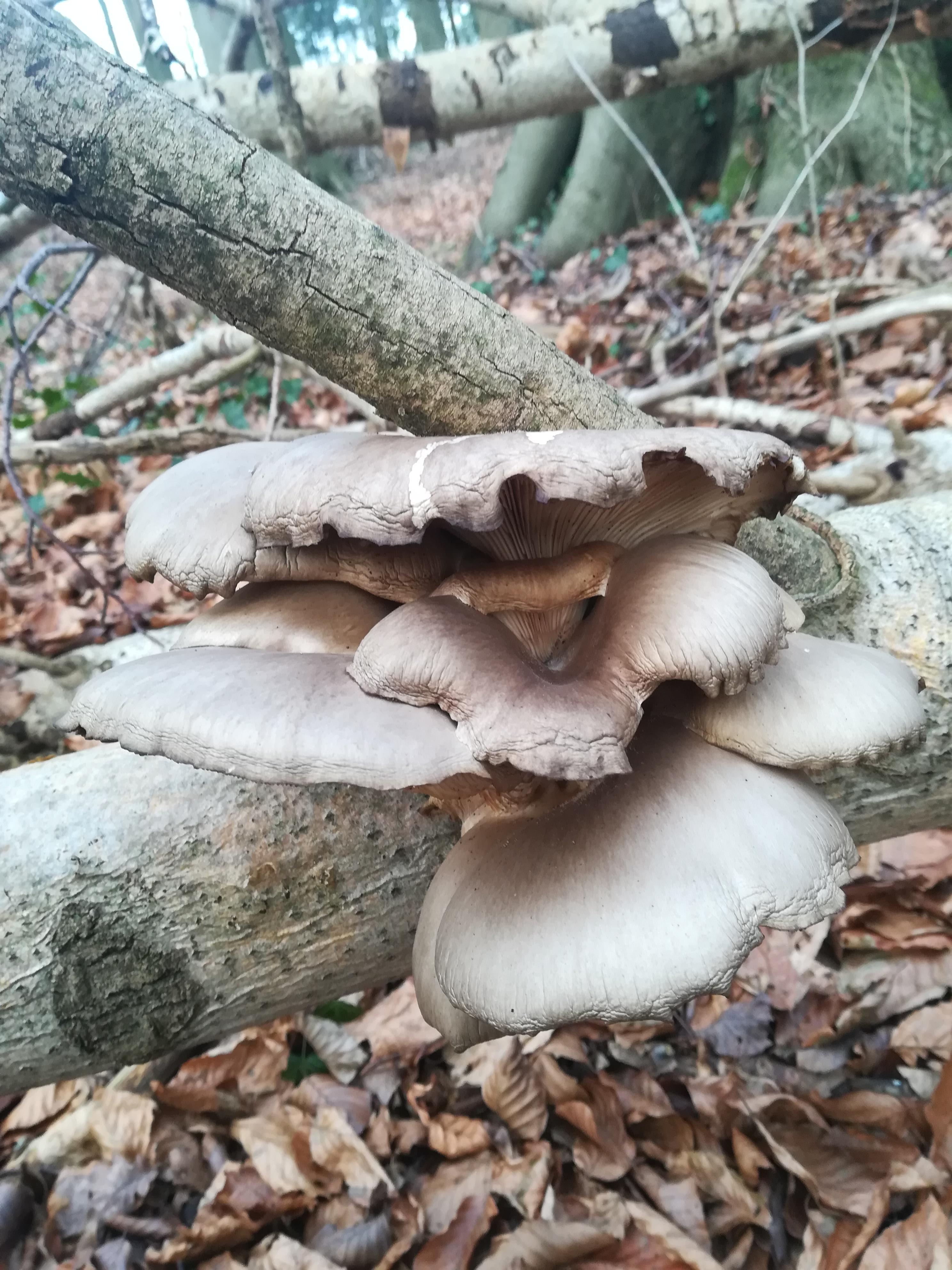 Austernseitling
