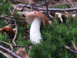 Cremeroter / Lachsroter Täubling