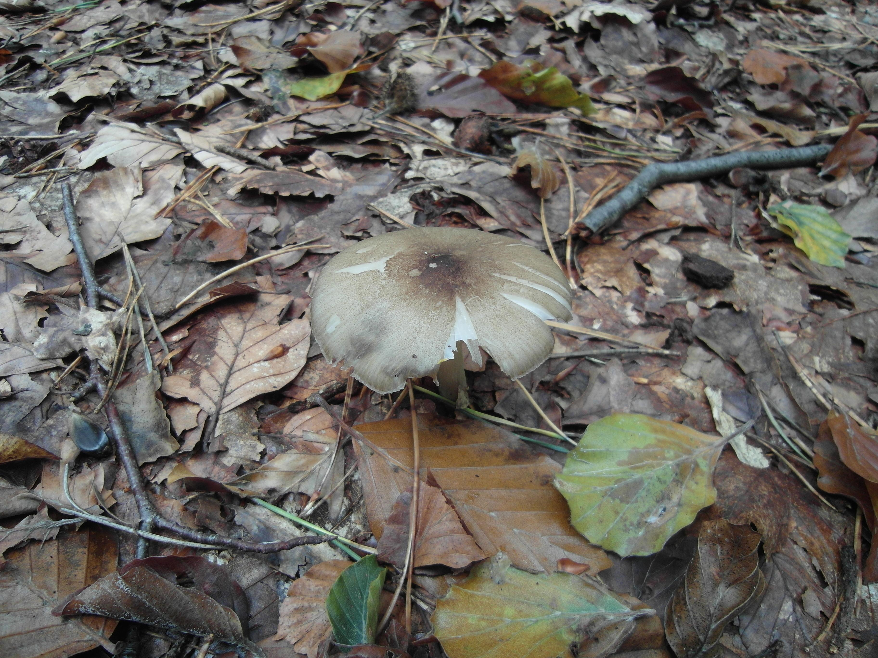 Breitblättriger Holzrübling