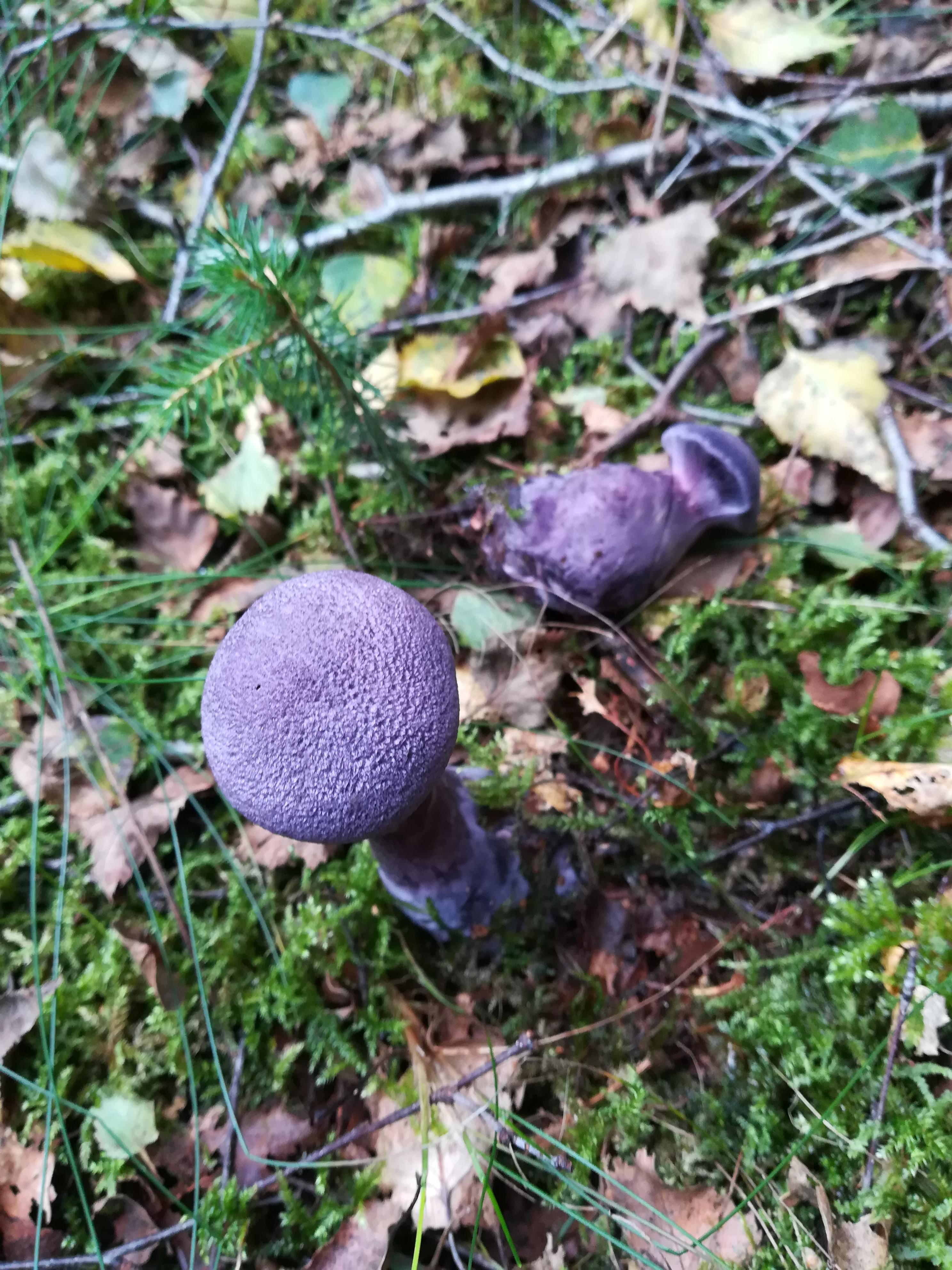 Violetter Schleierling