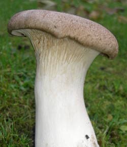 Kräuterseitling