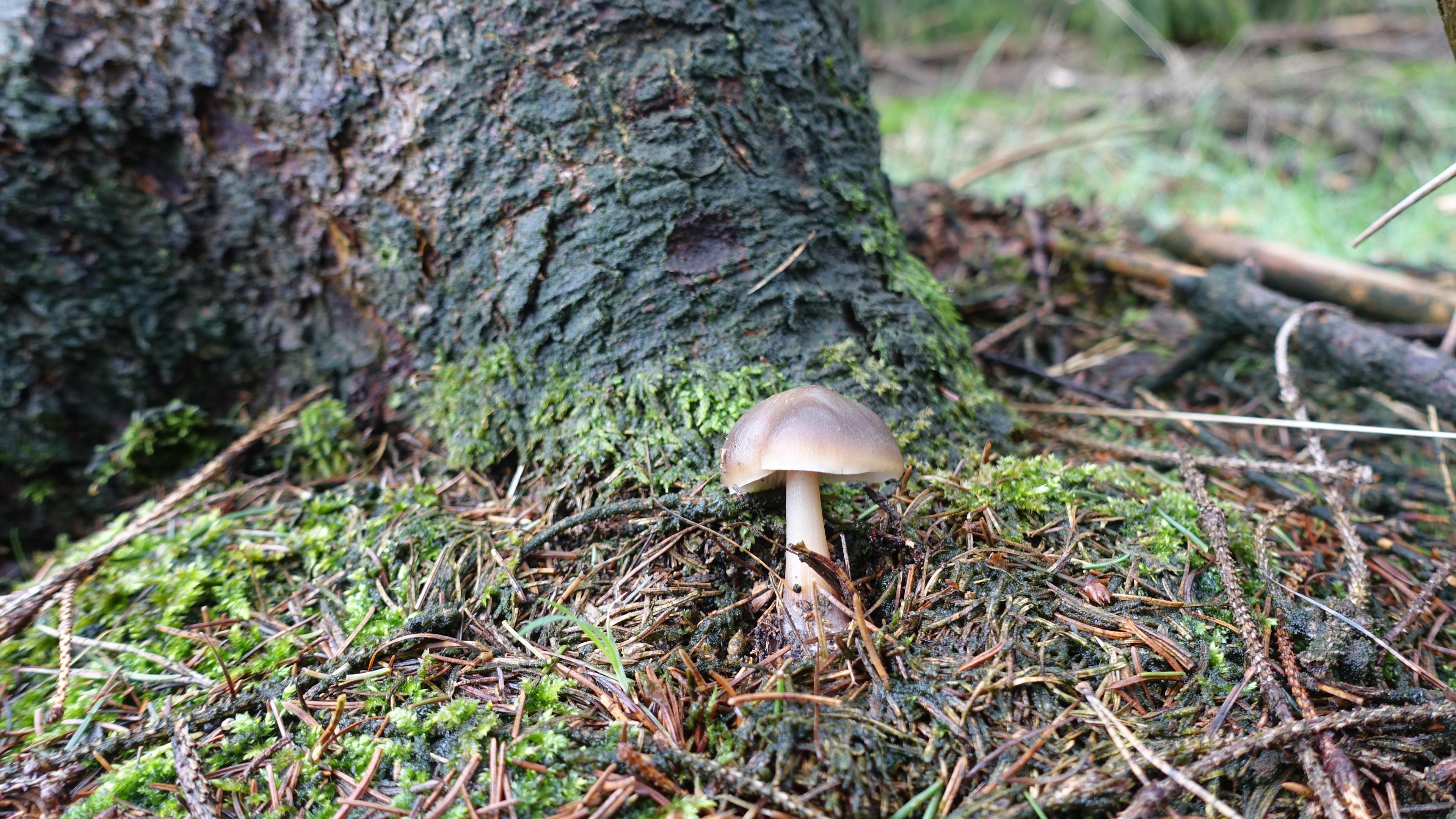 Horngrauer Rübling